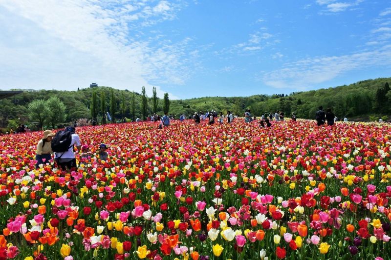Echigo Hillside Echigo Hillside